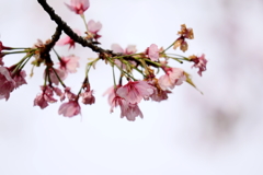 寒桜