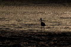 夕焼けアオサギ