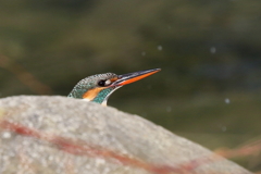 今日のカワ子ちゃん