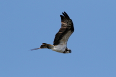 青空ミサゴさん