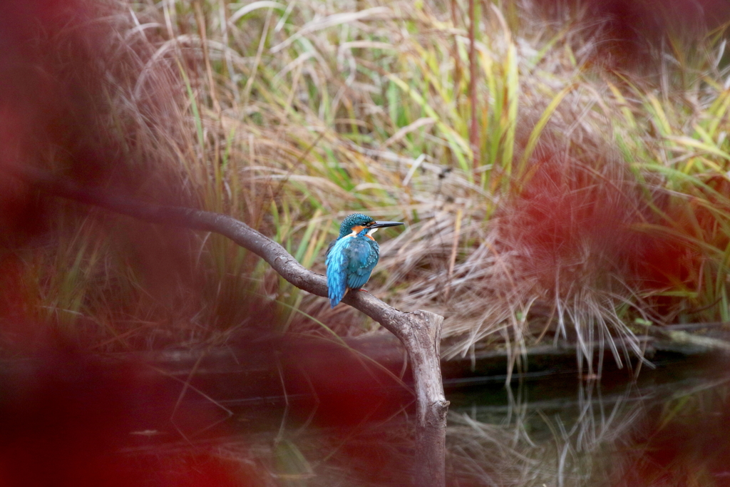モミジとモミジの隙間から