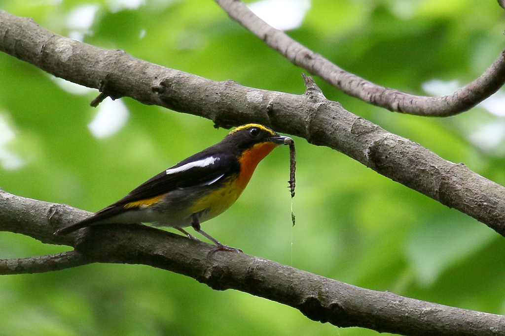 シャクトリ虫