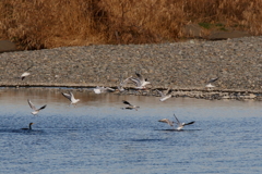 ユリカモメさん達