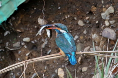 カワ子ちゃん大物