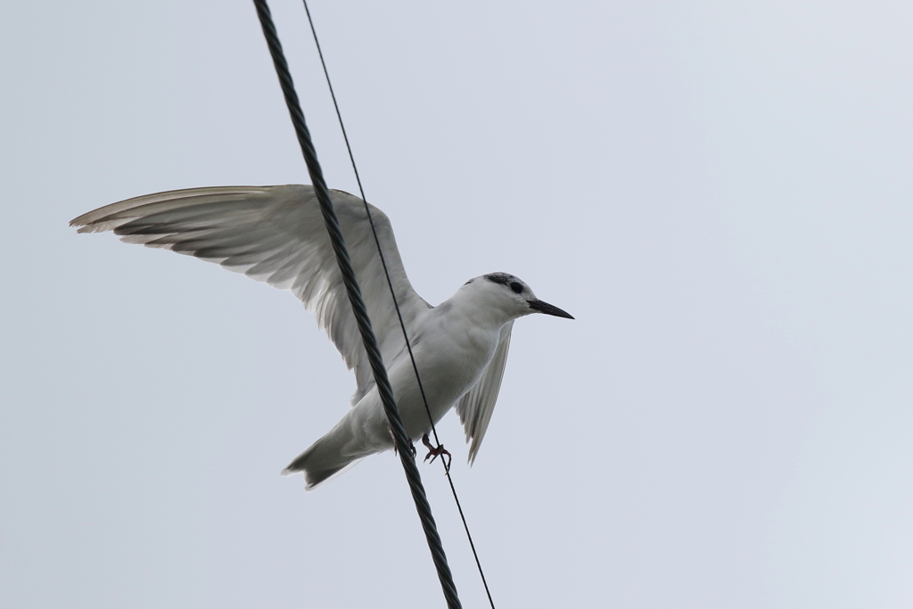 コアジサシさん１