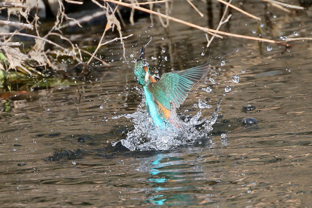 カワ君水浴び１