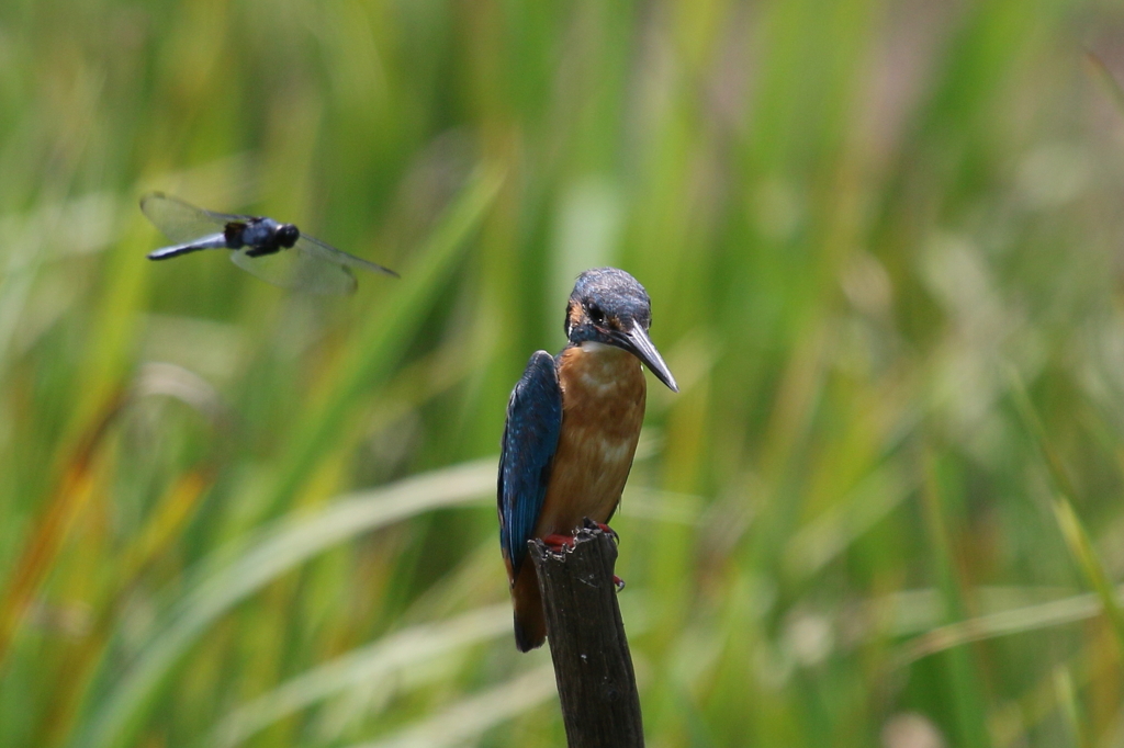 しおからとんぼ２