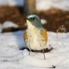 雪ルリ３