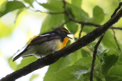 美声のキビ君２