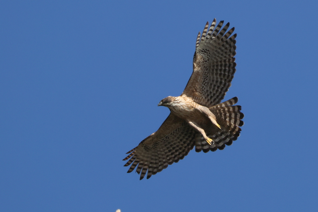 空のクマさん１号