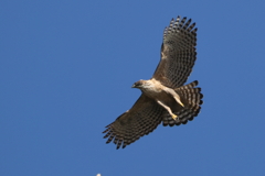 空のクマさん１号