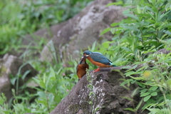 今日のカワ子ちゃん３