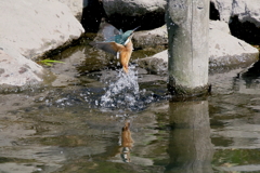 チビセミ１号　5