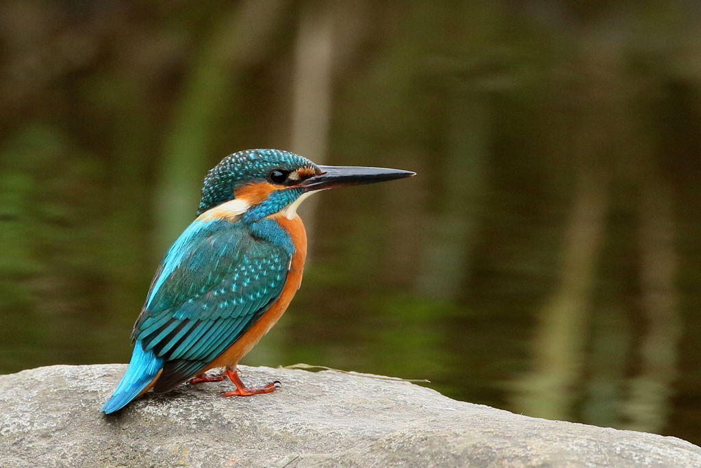 たそがれカワセミ