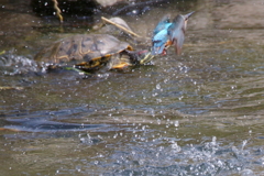 ママとカメ