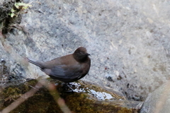 カワガラスさん