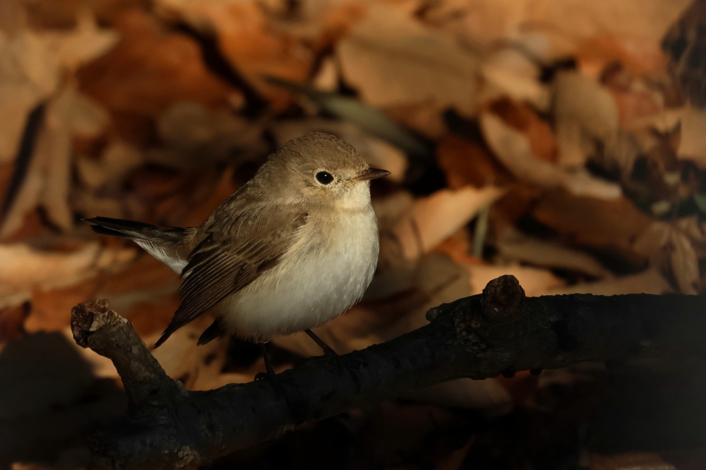 ニシオジロビタキさん3