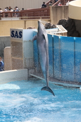 イルカショー２