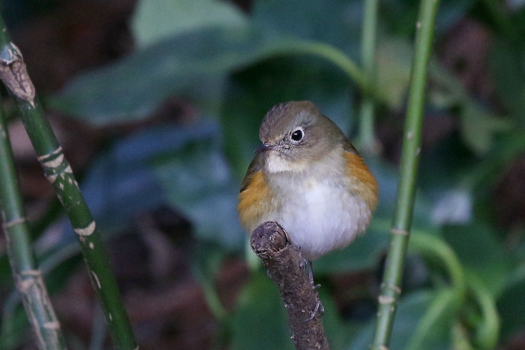 撮ってるか～い