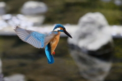 今日のカワ男君