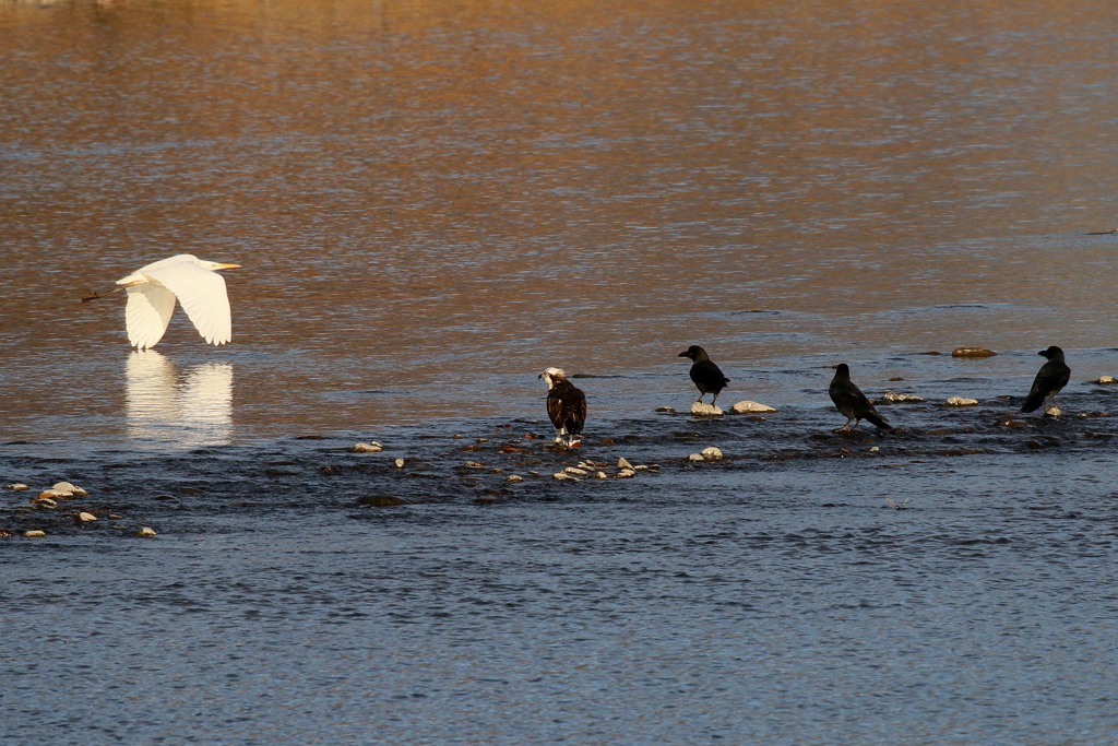 白いやつが来た