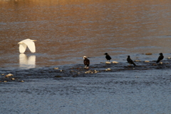 白いやつが来た