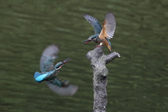 若セミ １号２号急接近