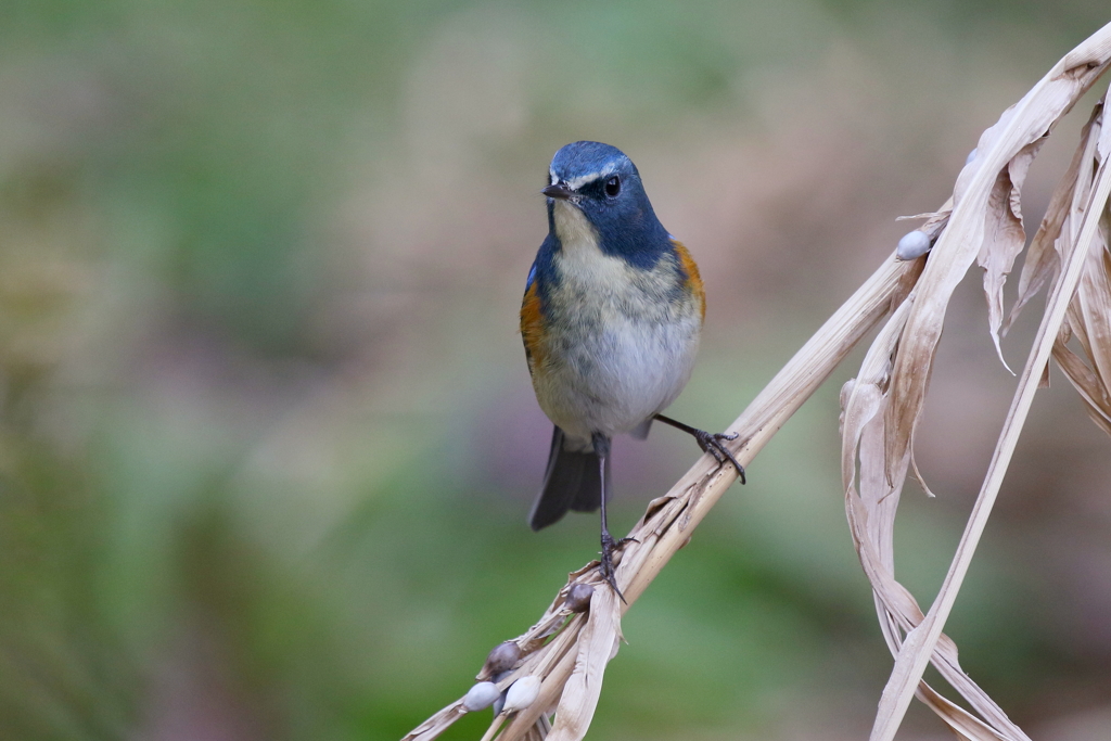 今日のルリビタキ君１