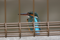 柵の向こうのカワ子ちゃん