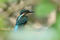 ザ！盗撮 チビッコ