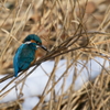 雪カワ君