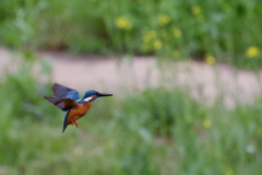 今日のカワ男君