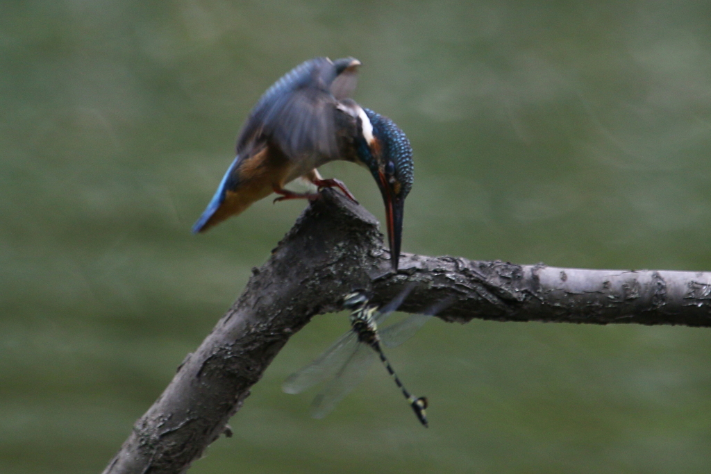 若セミトンボ３