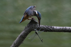 若セミトンボ３