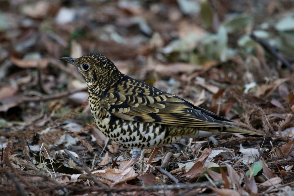 今日のトラさん