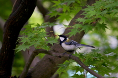 シジュウカラ　