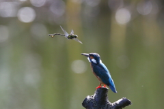 青い止まり木１