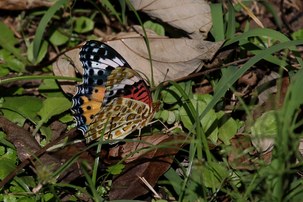 このチョウなんでチョウ　〔ツマグロヒヨウモン メス〕