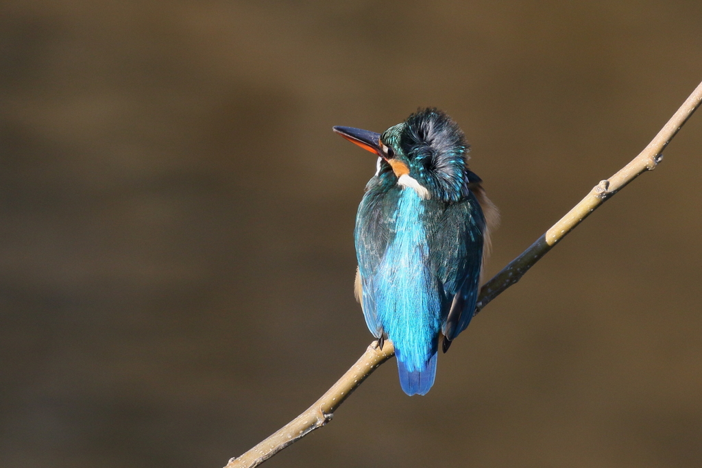 カワ子ちゃん乱れ髪