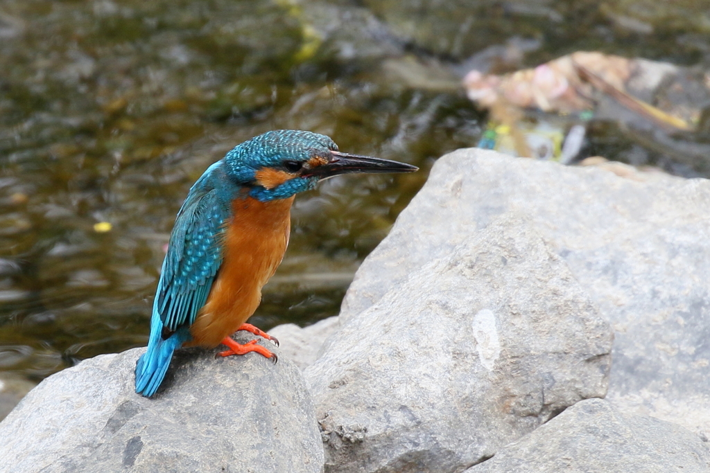 今日のカワ男君