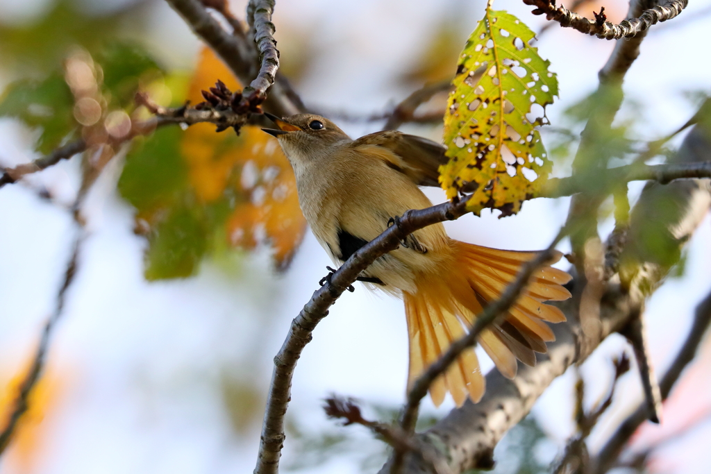 ジョウビタキさん２