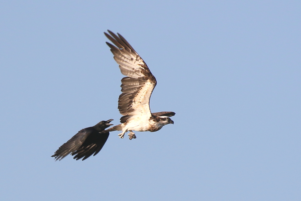 魚ちょーだい２