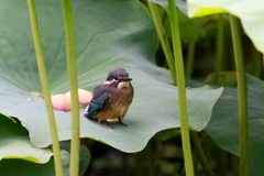 クロちゃん登場