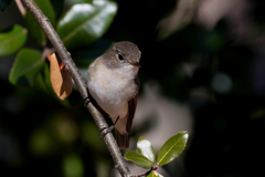 ニシオジロビタキさん１