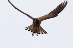 チュウゲンボウ かあちゃん