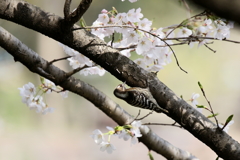 桜コゲラさん