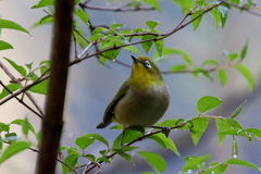 メジロさん
