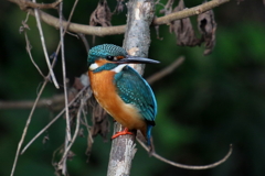 今日のカワ子ちゃん