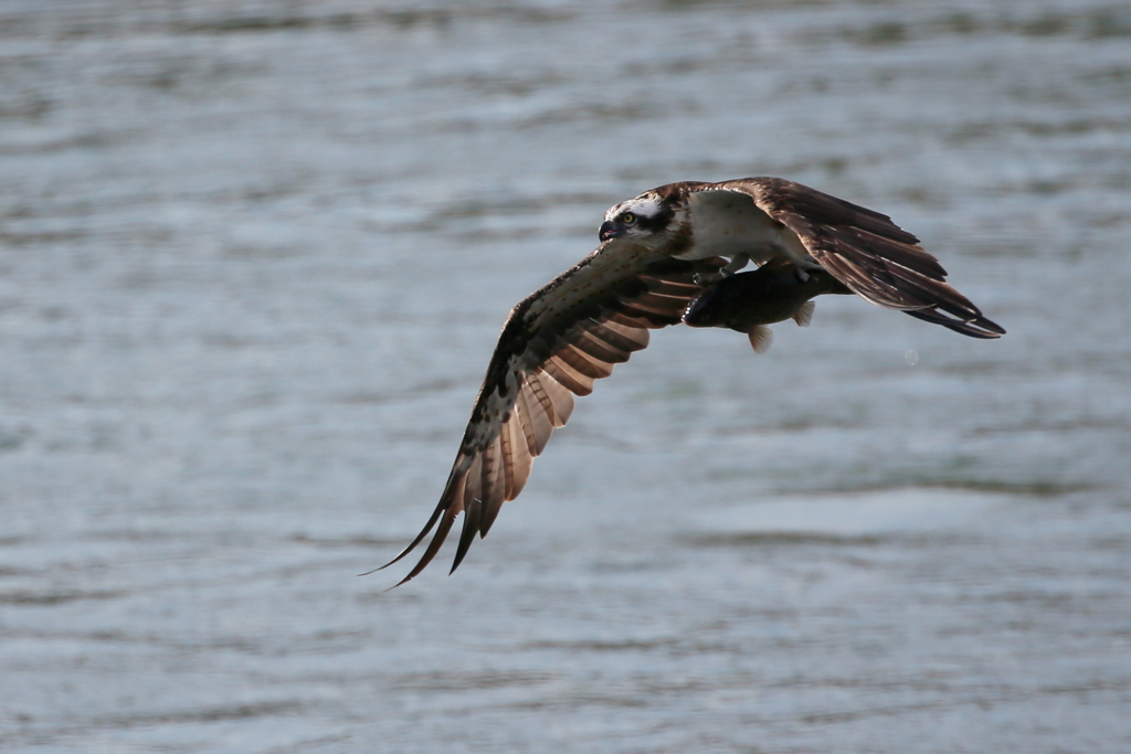 デモフライトへ発進