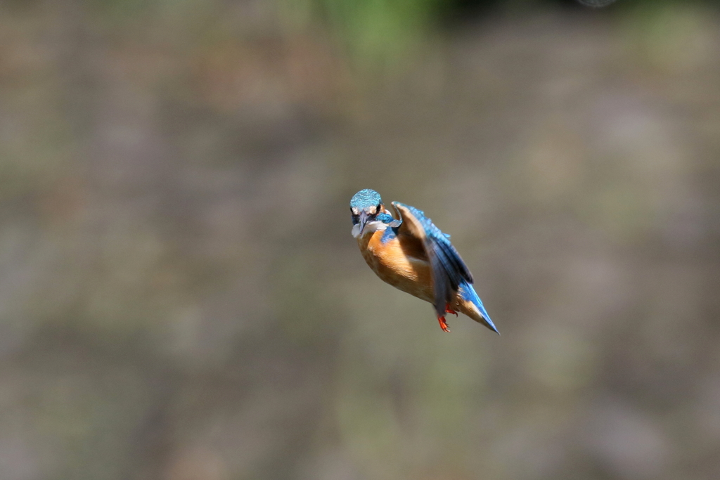 パパセミホバ３